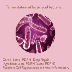 Fermentation of lactic acid bacteria with text about Lacto-PDRN on a pink background